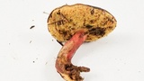 Xerocomellus atropurpureus image
