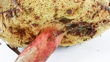 Xerocomellus atropurpureus image