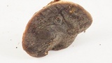 Xerocomellus atropurpureus image