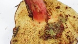 Xerocomellus atropurpureus image