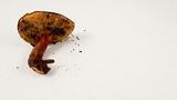 Xerocomellus atropurpureus image