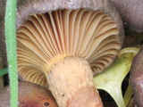 Chroogomphus ochraceus image
