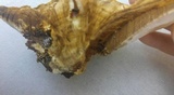 Ganoderma sessile image