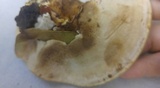 Ganoderma sessile image