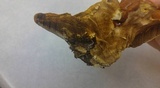 Ganoderma sessile image
