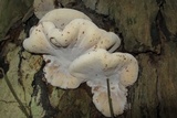 Ischnoderma benzoinum image