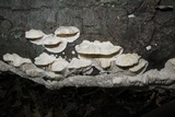 Sarcodontia pachyodon image