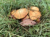 Gymnopilus magnus image