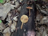 Flammulaster erinaceellus image