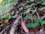 Mutinus elegans image