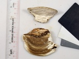 Trametes lactinea image