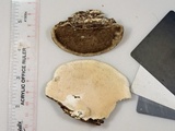 Trametes lactinea image