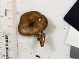 Pluteus hongoi image