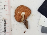 Pluteus hongoi image