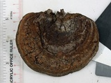 Nigroporus vinosus image