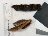 Punctularia strigosozonata image