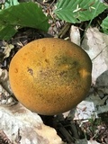 Suillellus subvelutipes image