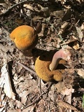 Suillellus subvelutipes image
