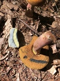 Suillellus subvelutipes image