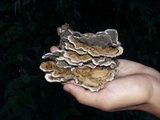 Auricularia mesenterica image