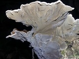 Auricularia mesenterica image