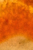 Helicogloea compressa image