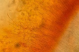 Helicogloea compressa image