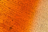 Helicogloea compressa image