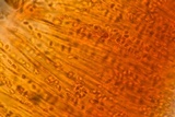 Helicogloea compressa image