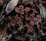 Gymnopus villosipes image