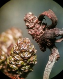 Taphrina robinsoniana image