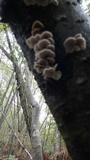 Plicaturopsis crispa image