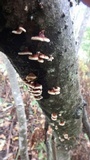 Plicaturopsis crispa image