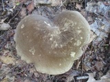 Lactarius gerardii image