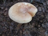 Russula compacta image