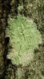 Lecanora thysanophora image