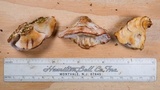 Postia fragilis image