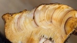 Postia fragilis image