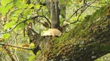 Hypsizygus ulmarius image
