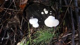 Tyromyces chioneus image