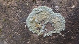Pyxine sorediata image