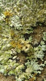 Pyxine sorediata image