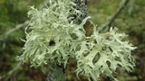 Ramalina americana image