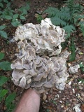 Grifola frondosa image