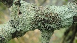Physcia aipolia image