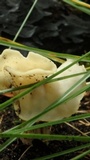 Helvella crispa image