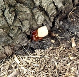 Ganoderma sessile image