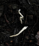 Clavulina rugosa image