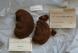 Ganoderma lobatum image