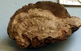 Sporophagomyces chrysostomus image